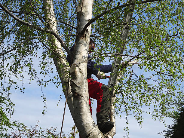 How Our Tree Care Process Works  in  Porters Neck, NC